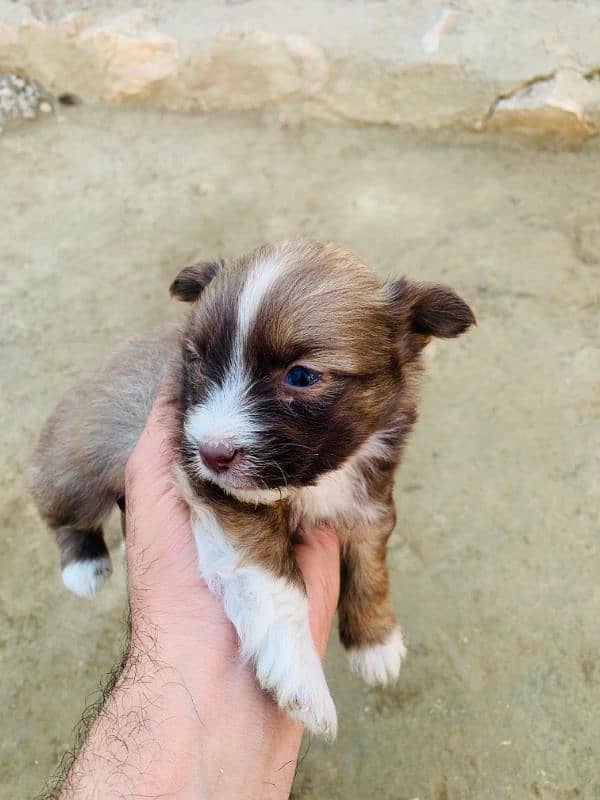 Shih Tzu Dogs breed 1