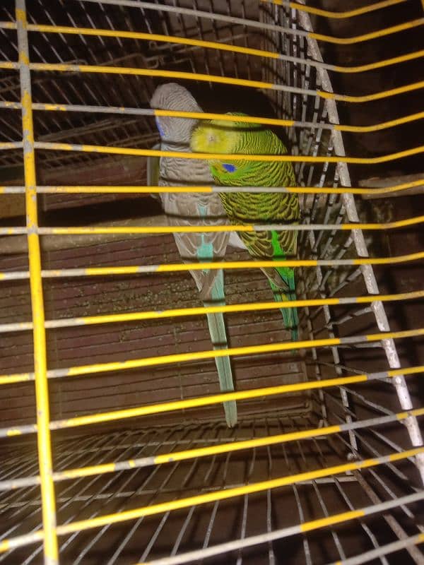 undersize budgie pair 0