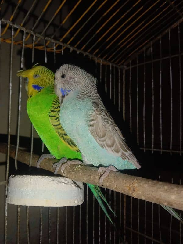 undersize budgie pair 1