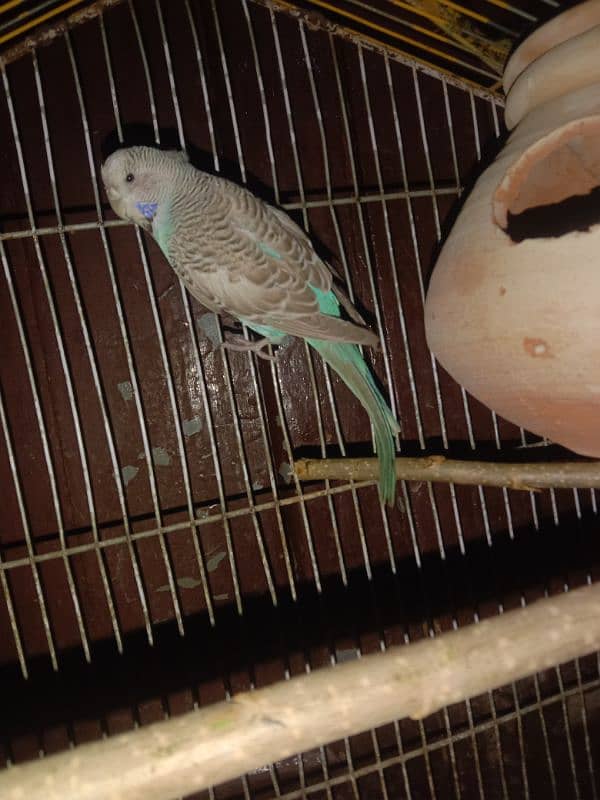 undersize budgie pair 2