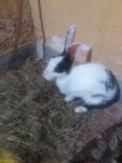 rabbit for sale