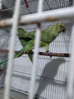 Ringneck lovebirds java bajri Hen