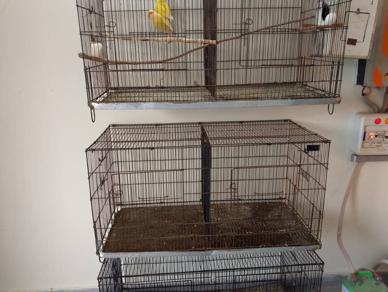 Birds Cage with partition 1