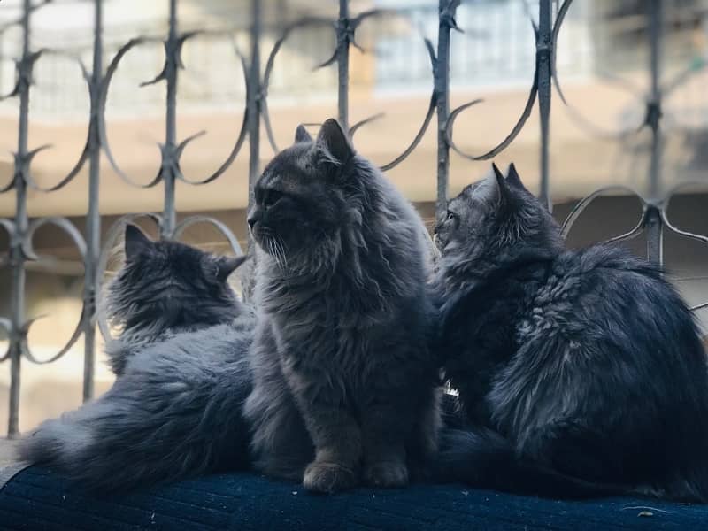 Persian Female Cats 3