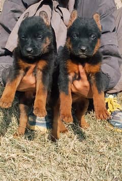 German Shepherd pappies for sale/  03111931627