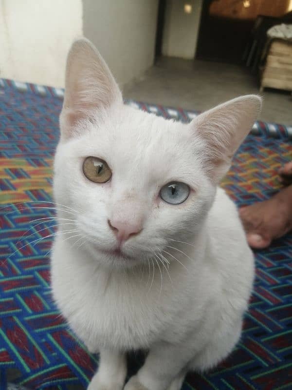 Beautiful With Cat With beautiful eyes 0