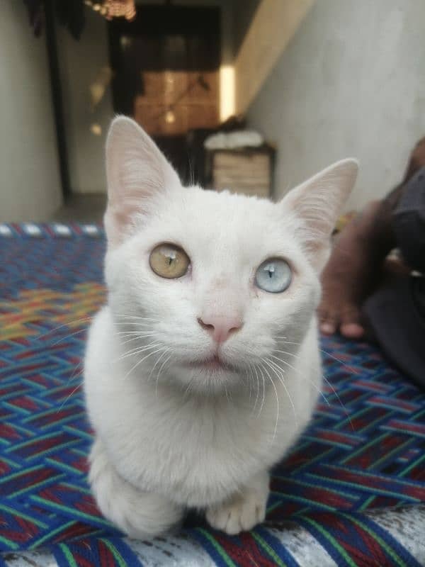 Beautiful With Cat With beautiful eyes 1