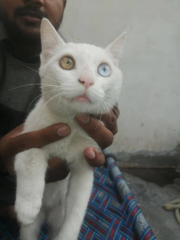 Beautiful With Cat With beautiful eyes 2