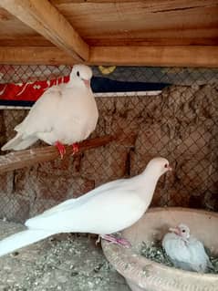 3 White red eyes khmray breedar pair with chick available