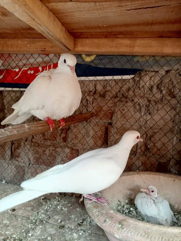 3 White red eyes khmray breedar pair with chick available 0