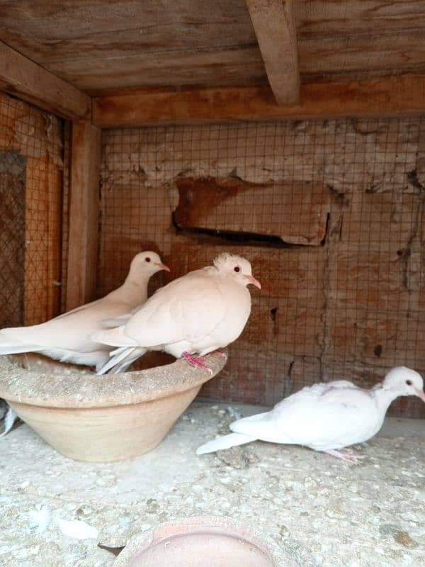 3 White red eyes khmray breedar pair with chick available 1