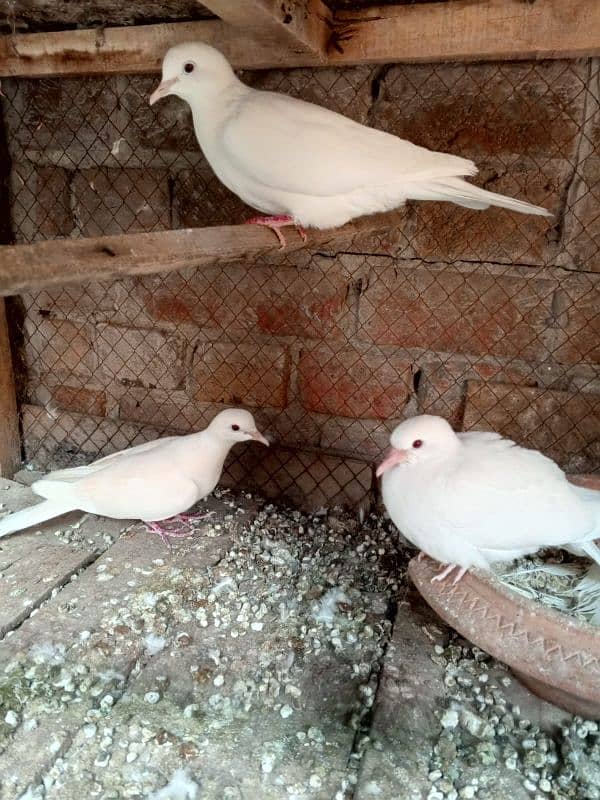 3 White red eyes khmray breedar pair with chick available 2