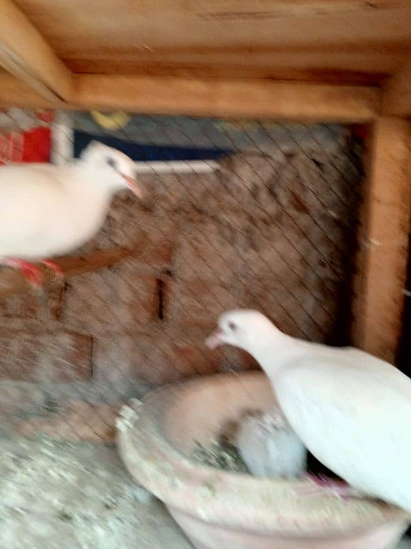 3 White red eyes khmray breedar pair with chick available 3