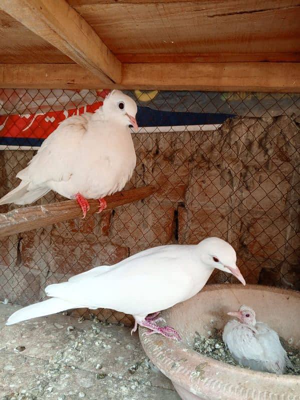 3 White red eyes khmray breedar pair with chick available 4