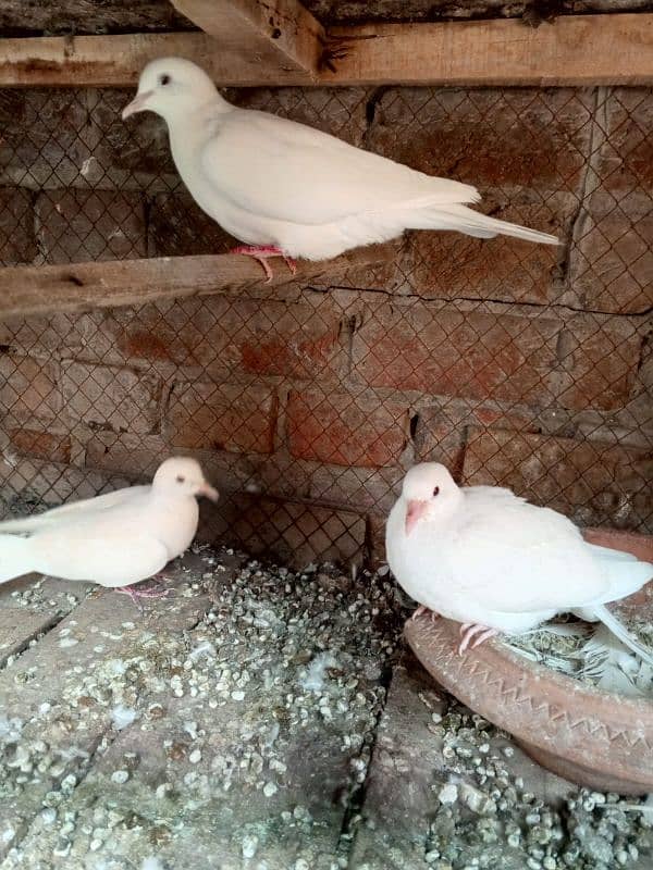 3 White red eyes khmray breedar pair with chick available 5