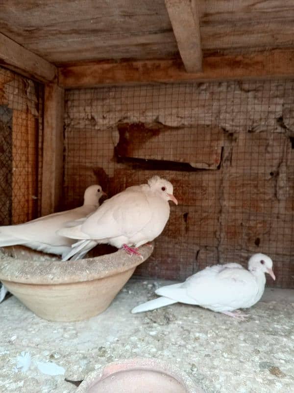 3 White red eyes khmray breedar pair with chick available 6