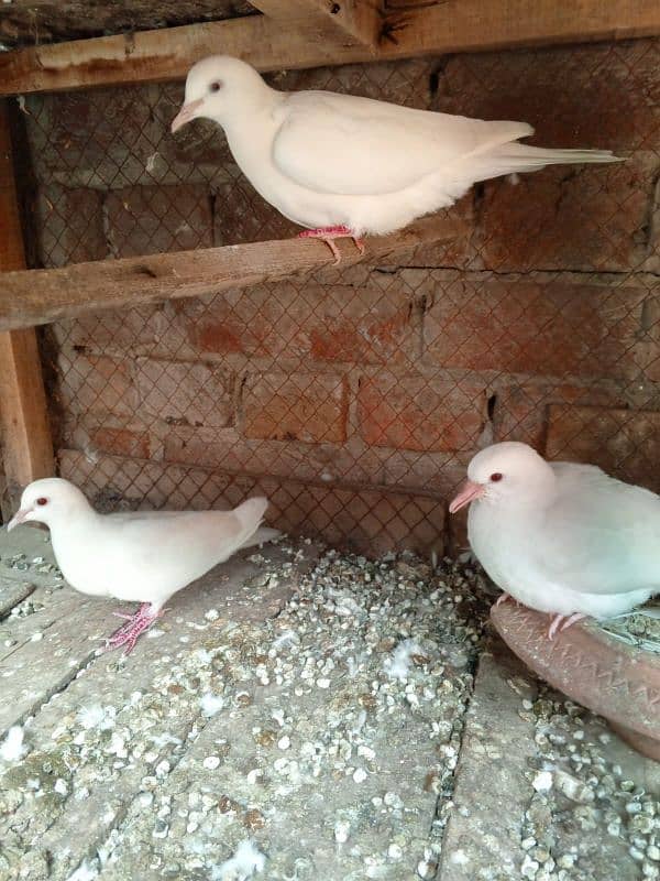 3 White red eyes khmray breedar pair with chick available 7