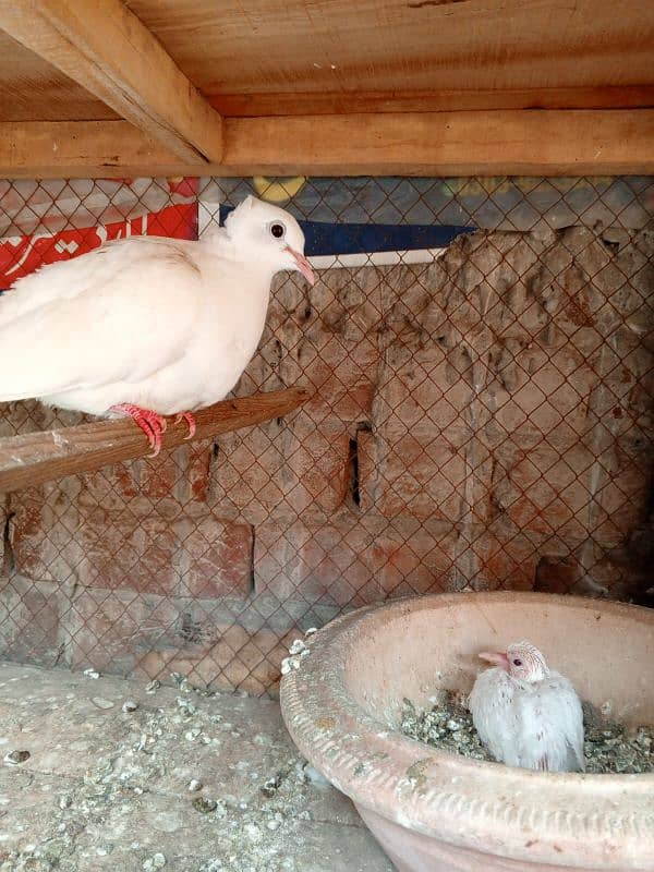 3 White red eyes khmray breedar pair with chick available 8