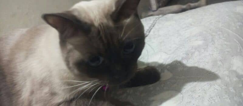 siamese  cat pair for sale 0