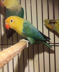 quality parblue Opaline mango head//Palefellow for sale