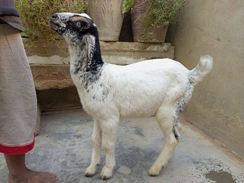 beautifull male bakra 1