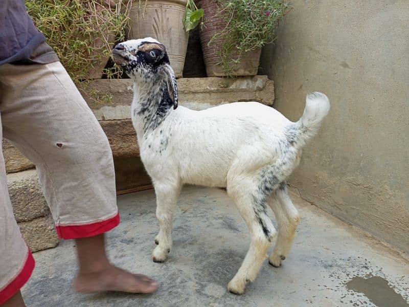 beautifull male bakra 4