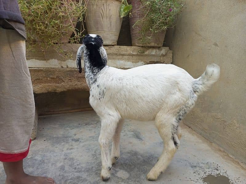 beautifull male bakra 5