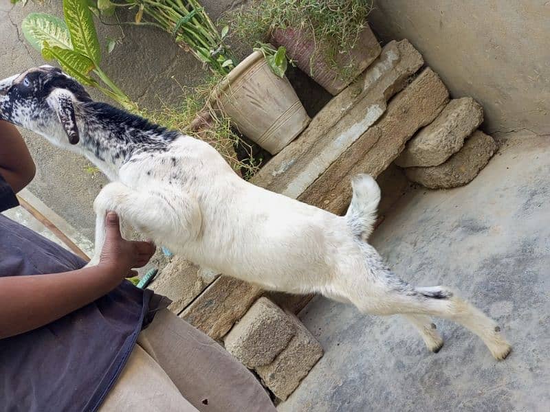 beautifull male bakra 6