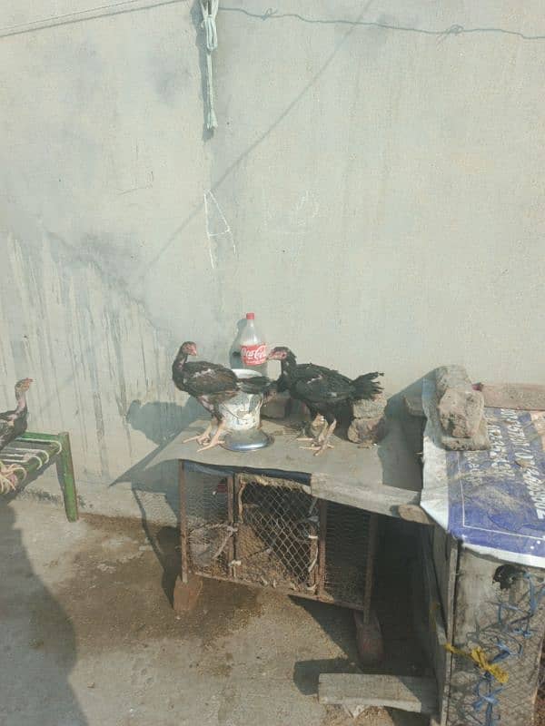 pure aseel thai chicks and hens for sale 12