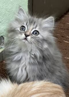 high quality kitten|Punch face Kittens|persian cat|cute|tripple|fluffy