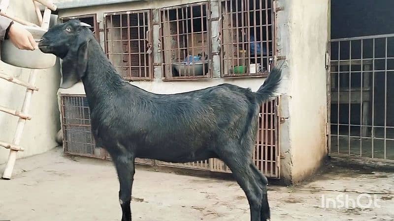 3 mah ki Ghbban bakri 0321 470 7059 0