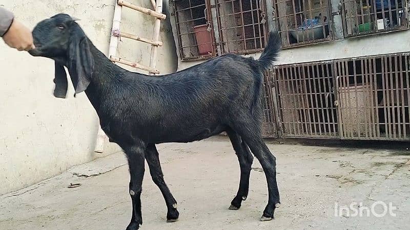 3 mah ki Ghbban bakri 0321 470 7059 1