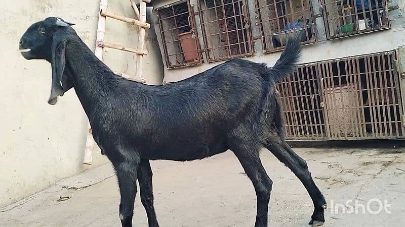 3 mah ki Ghbban bakri 0321 470 7059 2