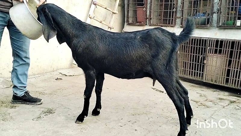 3 mah ki Ghbban bakri 0321 470 7059 3