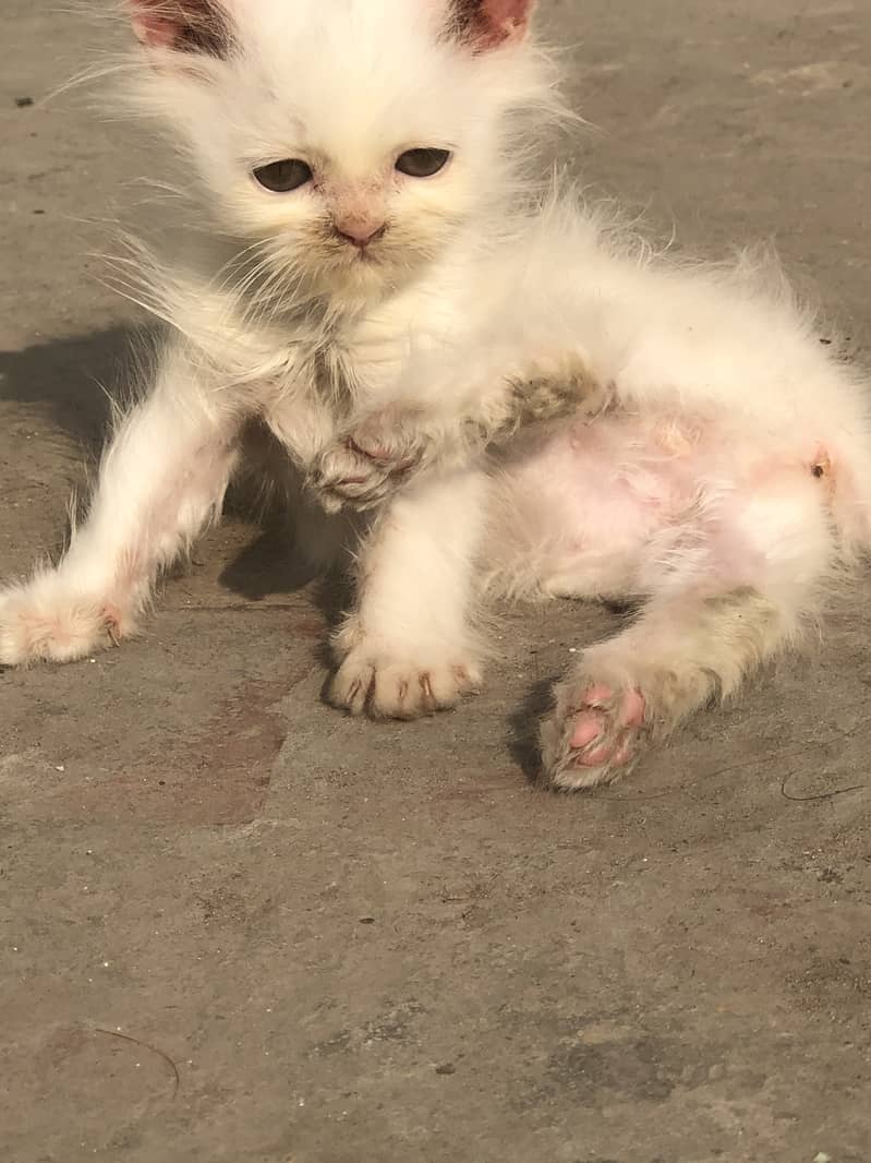 Persian Male kitten 3