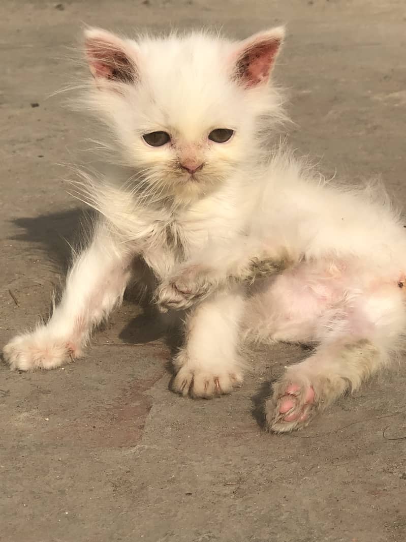 Persian Male kitten 4