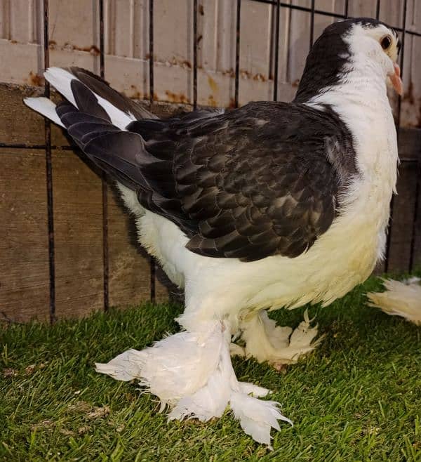 2 German banded sherazi male and 5 cage for sale 0.3.3. 3. 8.3.5.0.3.5. 6 5