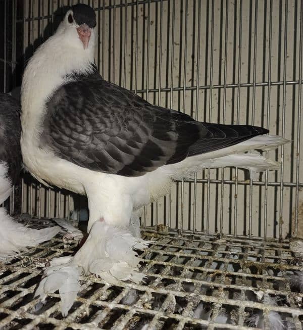 2 German banded sherazi male and 5 cage for sale 0.3.3. 3. 8.3.5.0.3.5. 6 6