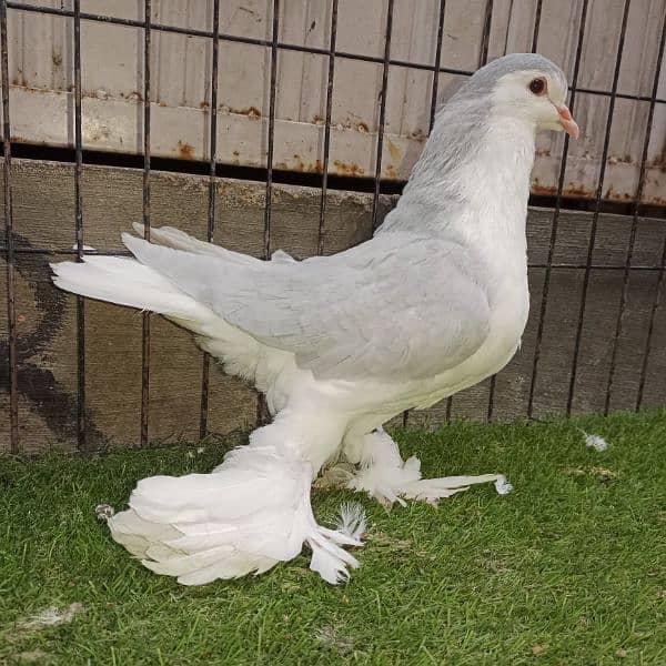 2 German banded sherazi male and 5 cage for sale 0.3.3. 3. 8.3.5.0.3.5. 6 7