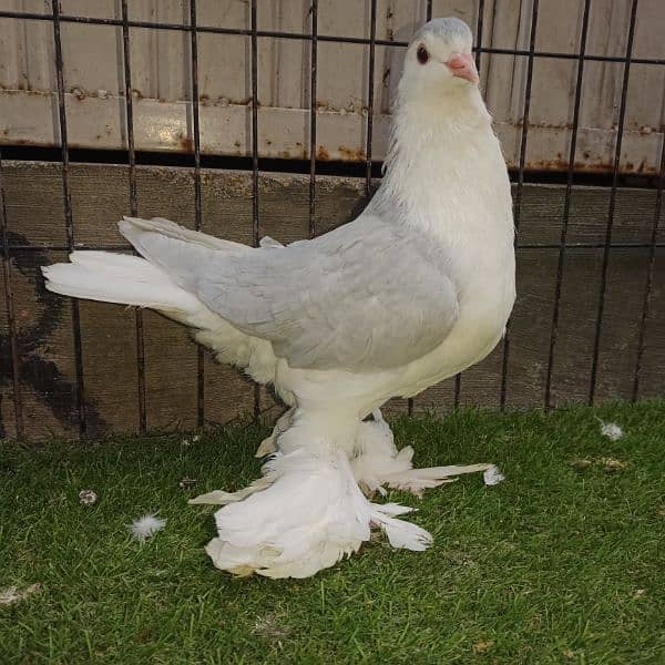 2 German banded sherazi male and 5 cage for sale 0.3.3. 3. 8.3.5.0.3.5. 6 8