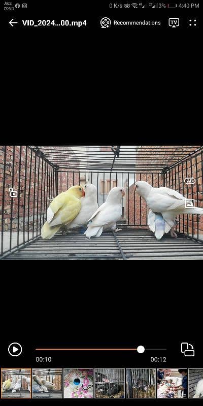 lovebirds Breeder pairs 0