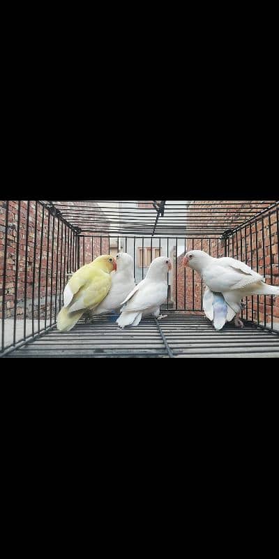 lovebirds Breeder pairs 1