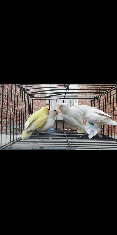 lovebirds Breeder pairs 2