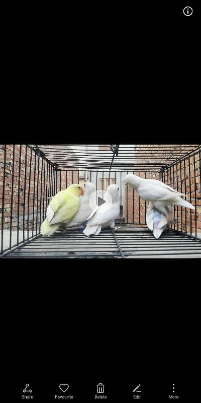 lovebirds Breeder pairs 3