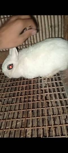 Hotot  breed  03339059503