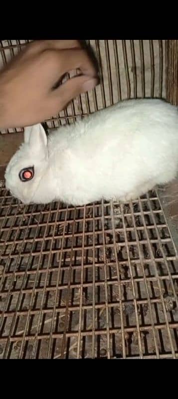 Hotot  breed  03339059503 0