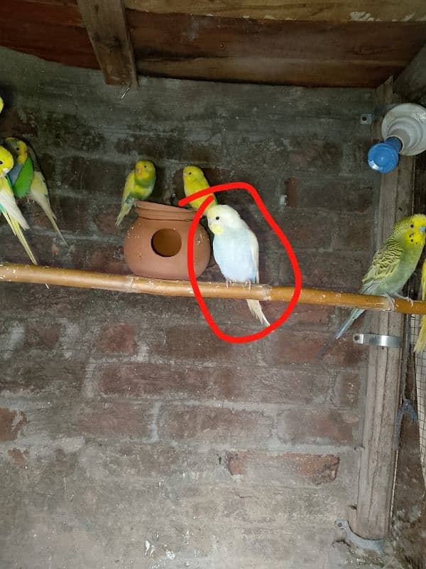 Budgies parrot breader pairs 2