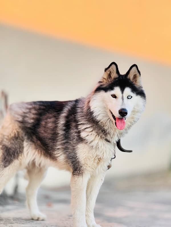 Pure Siberian Husky Odd eyes 3