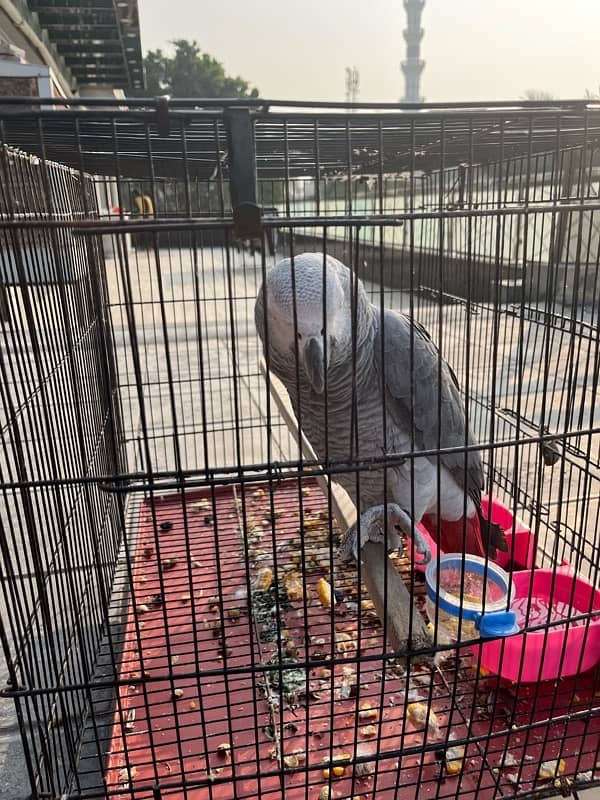 African grey 0