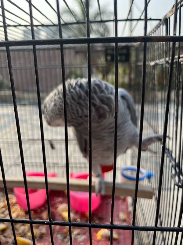 African grey 1